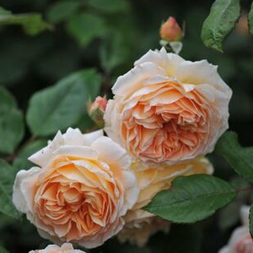 Dominique Massad - Rózsa - Kizuna - Online rózsa vásárlás